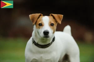 Read more about the article Jack Russell tenyésztők és kiskutyák Guyana-ban