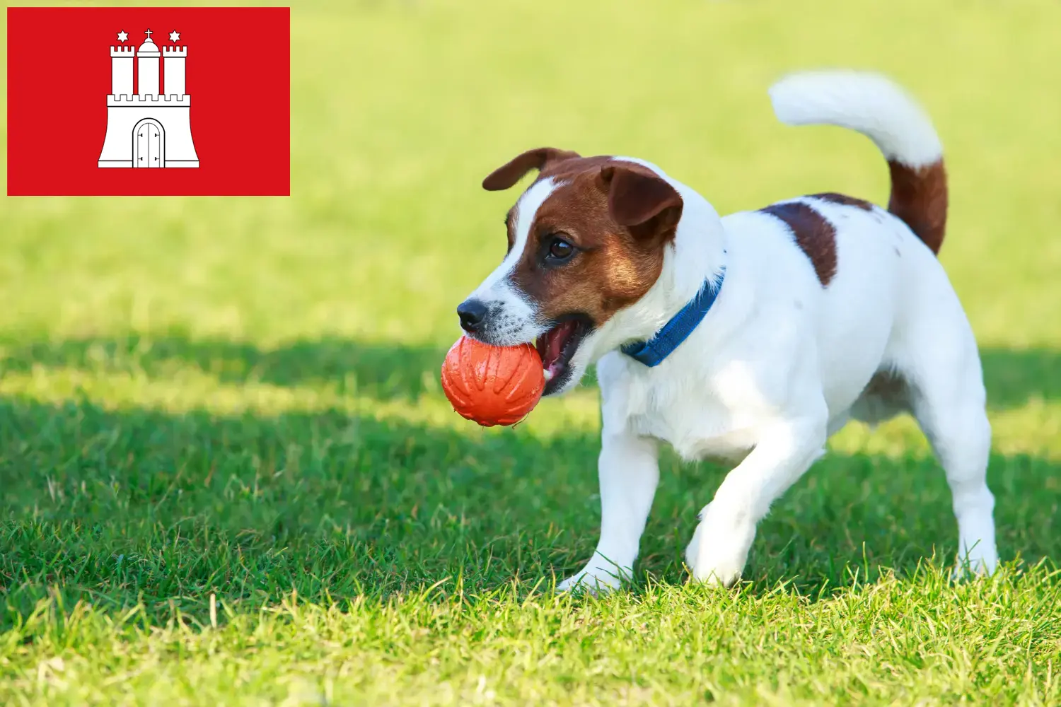 Read more about the article Jack Russell tenyésztők és kiskutyák Hamburgban