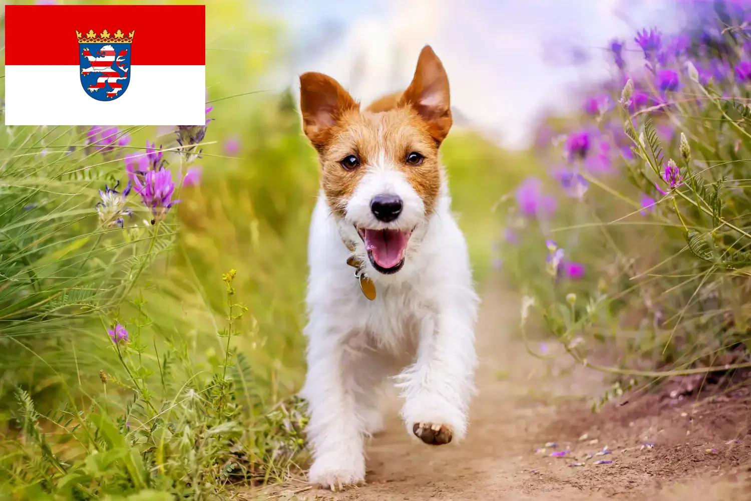 Read more about the article Jack Russell tenyésztők és kiskutyák Hessenben