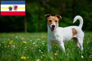 Read more about the article Jack Russell tenyésztők és kiskutyák Mecklenburg-Elő-Pomeránia tartományban