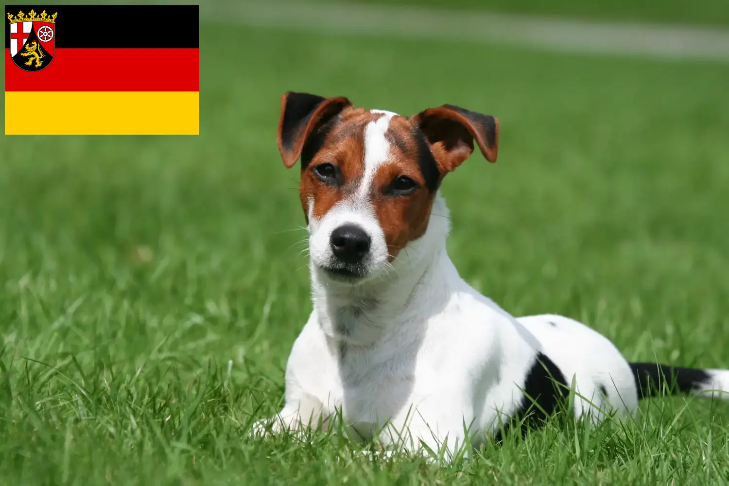 Jack Russell kiskutyák és tenyésztők Rajna-vidék-Pfalz Itt találhatsz Jack Russell tenyésztőket Rajna-vidék-Pfalzban.