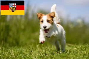 Read more about the article Jack Russell tenyésztők és kiskutyák Saar-vidéken