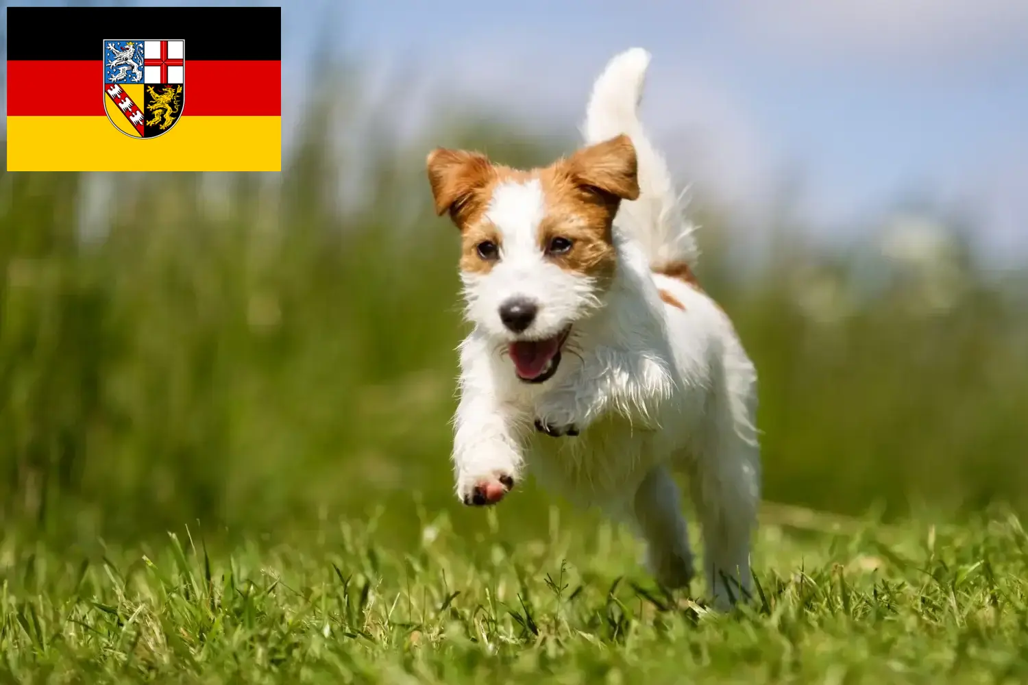 Read more about the article Jack Russell tenyésztők és kiskutyák Saar-vidéken