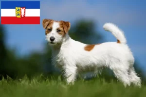 Read more about the article Jack Russell tenyésztők és kiskutyák Schleswig-Holstein tartományban