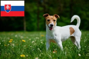 Read more about the article Jack Russell tenyésztők és kiskutyák Szlovákiában