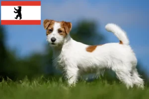 Read more about the article Jack Russell tenyésztők és kölykök Berlinben