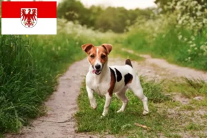 Read more about the article Jack Russell tenyésztők és kölykök Brandenburgban
