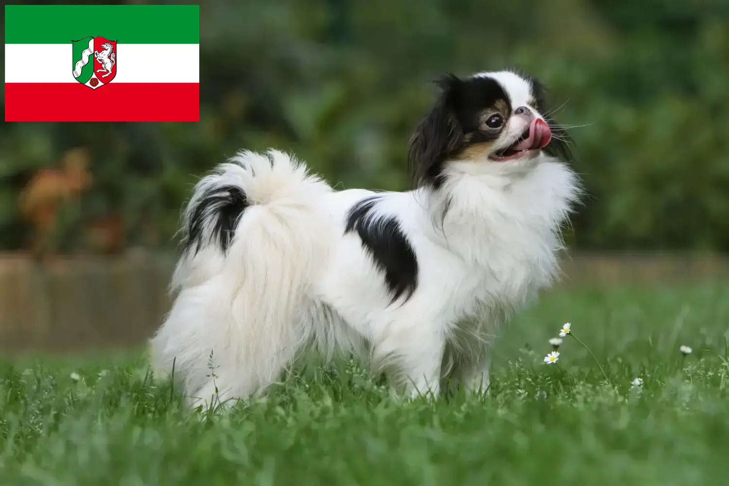 Japán Chin kiskutyák és tenyésztők Észak-Rajna-Vesztfália Itt találhat Japán Chin tenyésztőket Észak-Rajna-Vesztfália területén.