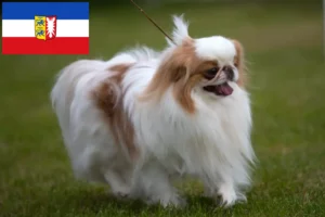 Read more about the article Japán Chin tenyésztők és kiskutyák Schleswig-Holstein-ban