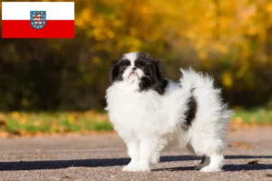 Read more about the article Japán Chin tenyésztők és kölykök Türingiában