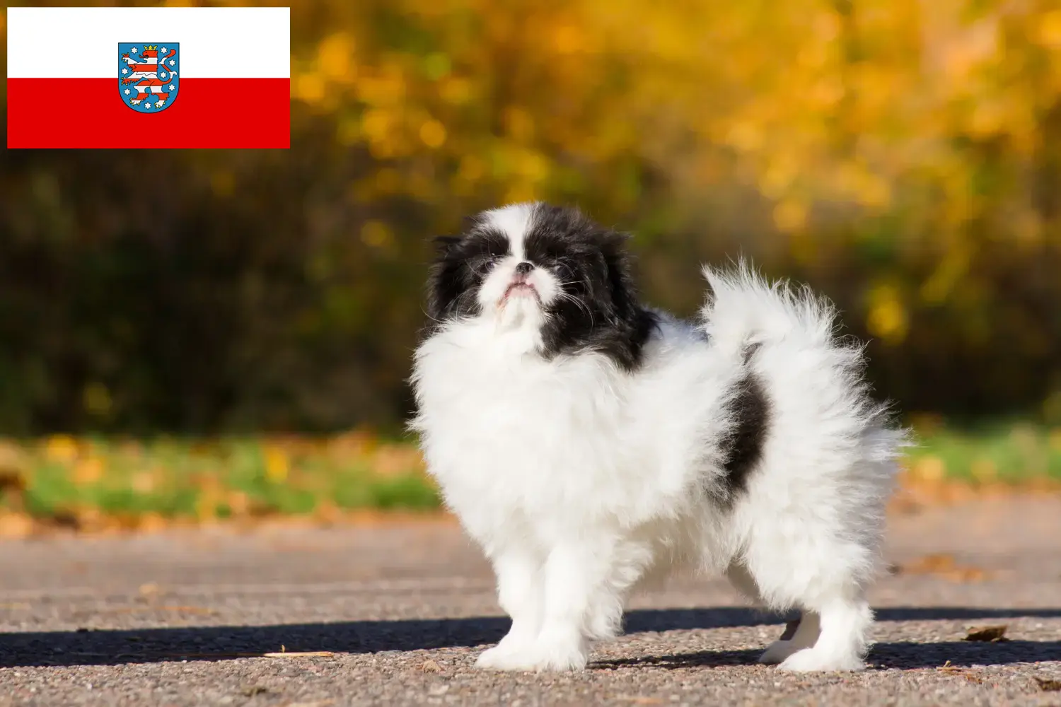 Read more about the article Japán Chin tenyésztők és kölykök Türingiában
