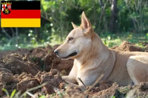 Read more about the article Kánaán kutyatenyésztők és kiskutyák Rajna-vidék-Pfalzban