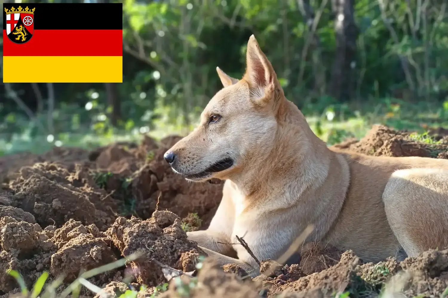 Read more about the article Kánaán kutyatenyésztők és kiskutyák Rajna-vidék-Pfalzban