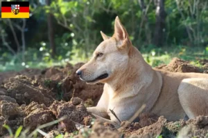 Read more about the article Kánaán kutyatenyésztők és kölykök Saar-vidéken