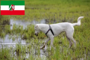 Read more about the article Canaan kutyatenyésztők és kölyökkutyák Észak-Rajna-Vesztfáliában