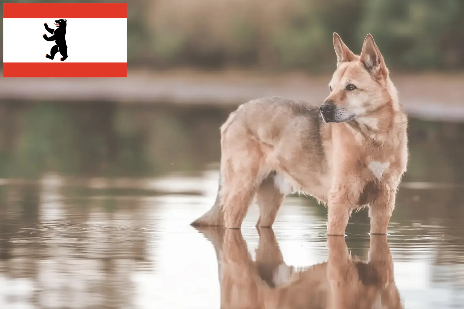 Kánaán kutyakölykök és tenyésztő Berlin Keresse meg a Canaan kutyatenyésztőket Berlinben itt.