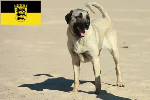 Read more about the article Kangal tenyésztők és kölykök Baden-Württembergben