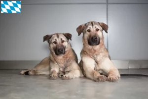 Read more about the article Kangal tenyésztők és kiskutyák Bajorországban