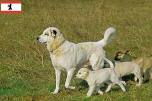 Read more about the article Kangal tenyésztők és kiskutyák Berlinben