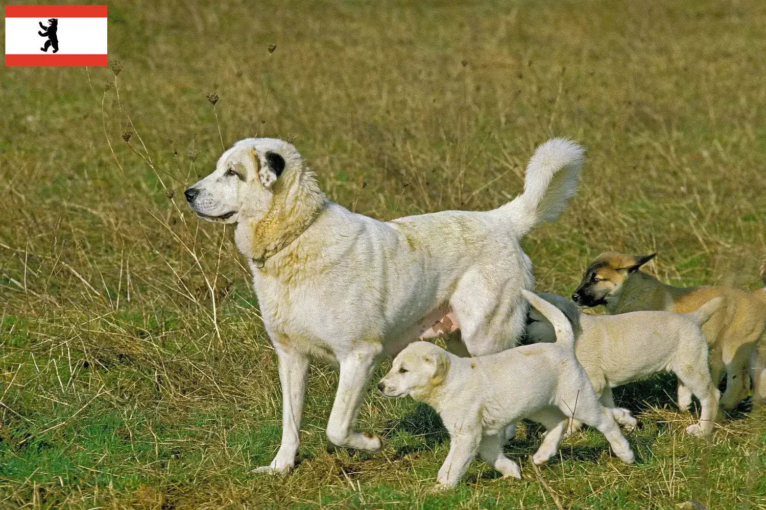 Kangal kiskutyák és tenyésztők Berlin Itt találhat Kangal tenyésztőket Berlinben.