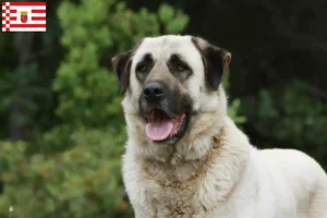 Read more about the article Kangal tenyésztők és kiskutyák Brémában
