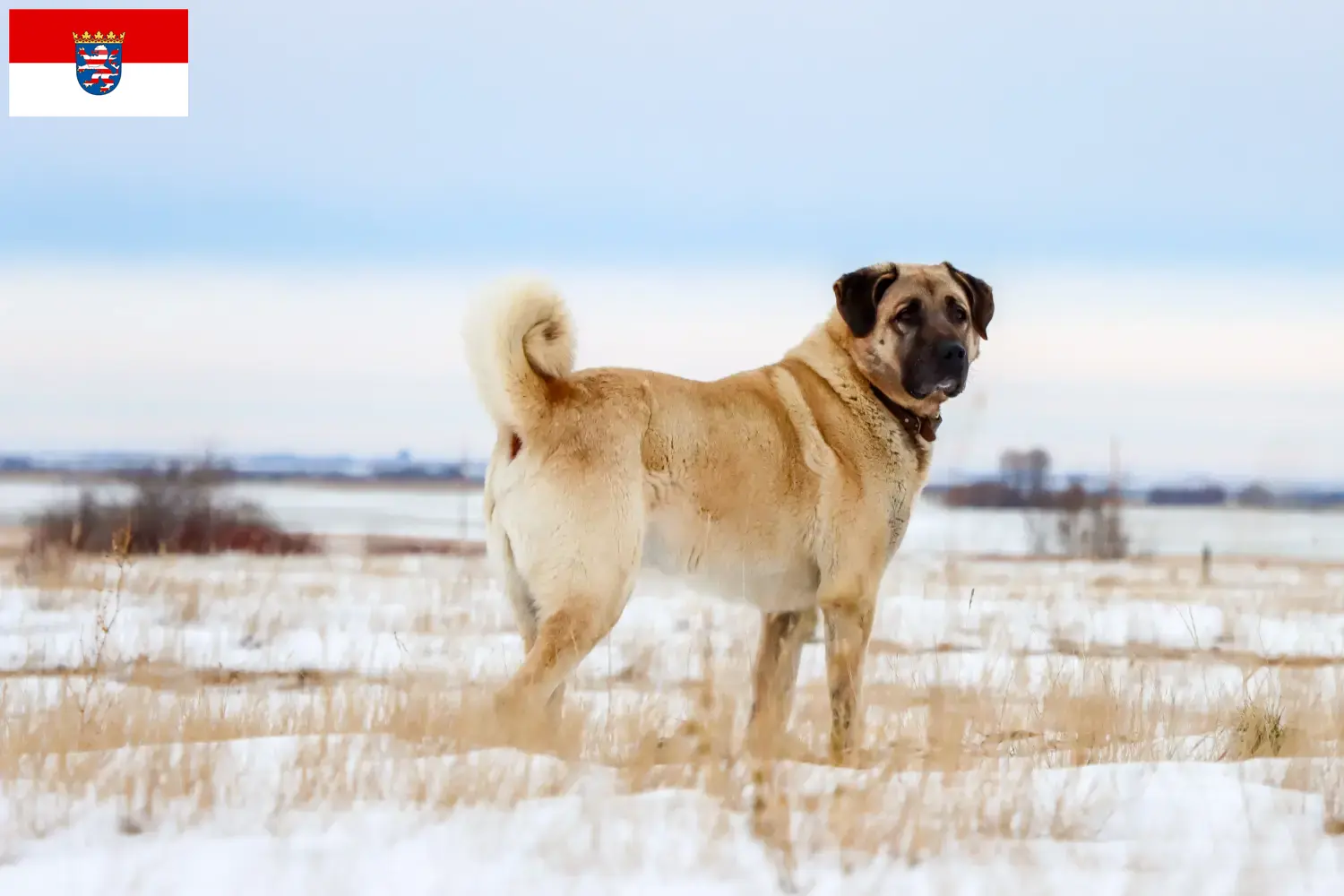 Kangal kölyökkutyák és tenyésztők Hessen Itt találhat Kangals tenyésztőket Hessenben.