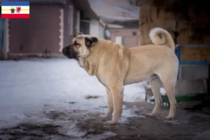 Read more about the article Kangal tenyésztők és kölykök Mecklenburg-Vorpommern tartományban