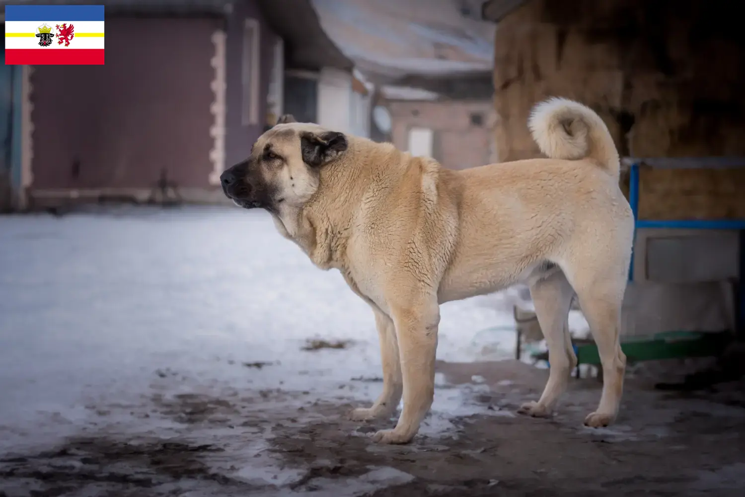 Kangal kölyökkutyák és tenyésztők Mecklenburg-Vorpommern Itt találhat Kangals tenyésztőket Mecklenburg-Elő-Pomeránia területén.
