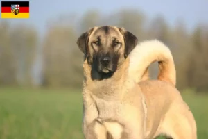 Read more about the article Kangal tenyésztők és kölykök Saar-vidéken