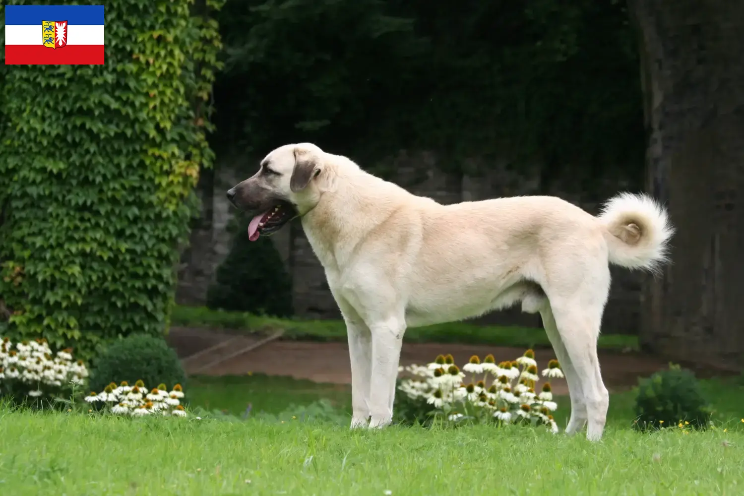 Kangal kölyökkutyák és tenyésztők Schleswig-Holstein Itt találhat Kangals tenyésztőket Schleswig-Holsteinben.