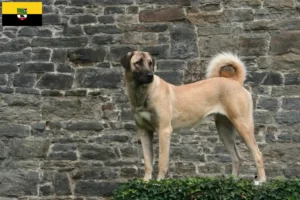 Read more about the article Kangal tenyésztők és kölykök Szász-Anhaltban