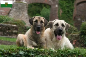 Read more about the article Kangal tenyésztők és kölykök Szászországban