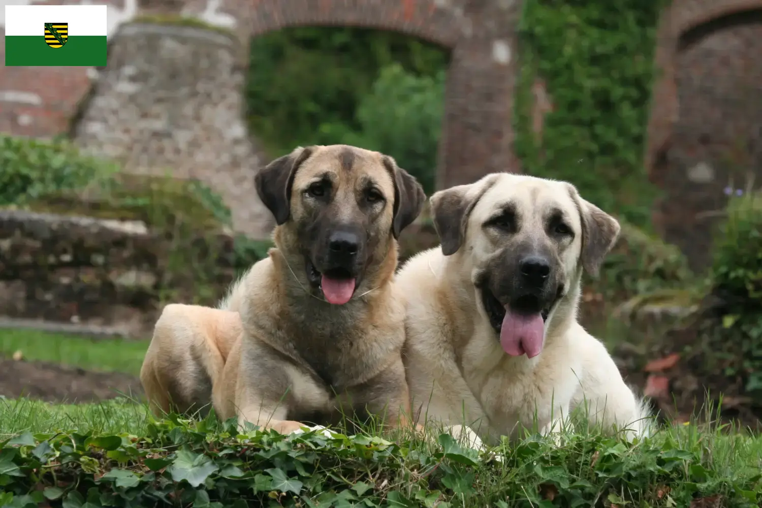 Read more about the article Kangal tenyésztők és kölykök Szászországban
