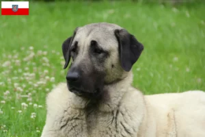 Read more about the article Kangal tenyésztők és kölykök Türingiában