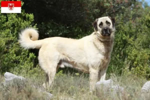 Read more about the article Kangal tenyésztők és kölykök Brandenburgban