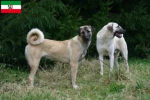 Read more about the article Kangal tenyésztők és kiskutyák Észak-Rajna-Vesztfália területén