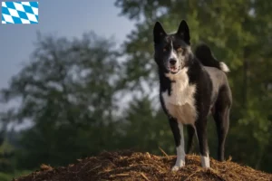 Read more about the article Karéliai medve kutyatenyésztők és kölykök Bajorországban