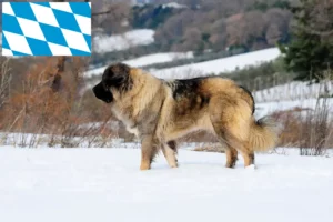 Read more about the article Kaukázusi juhászkutya tenyésztő és kölykök Bajorországban
