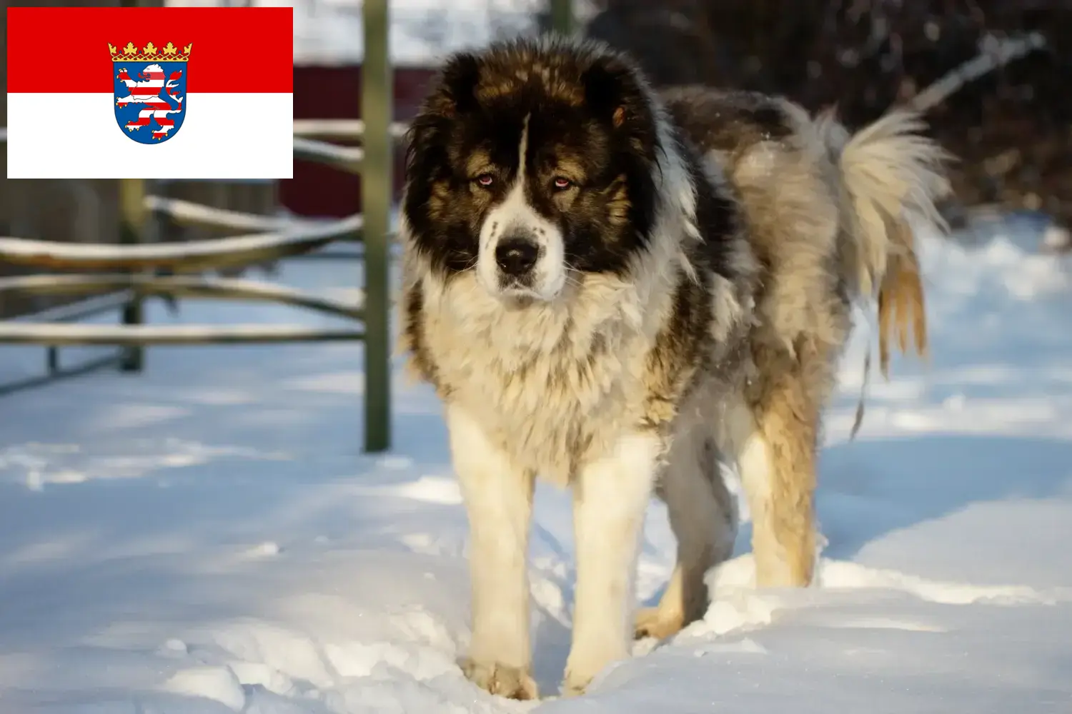 Kaukázusi juhászkutya kölykök és tenyésztő Hessen Itt találhat kaukázusi juhászkutya tenyésztőket Hessenben.