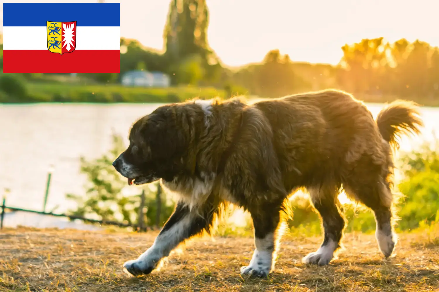 Kaukázusi juhászkutya kölyökkutyák és tenyésztő Schleswig-Holstein Itt találhat kaukázusi juhászkutya tenyésztőket Schleswig-Holsteinben.