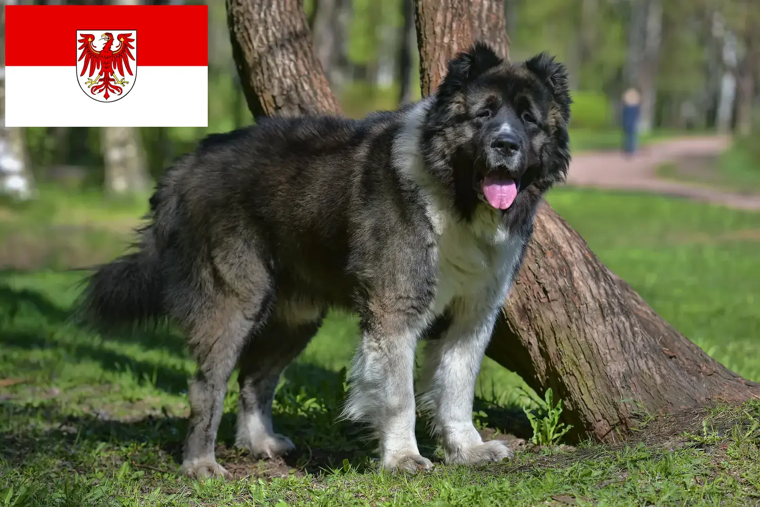 Kaukázusi juhászkutya kölyökkutyák és tenyésztő Brandenburg Itt találja meg a brandenburgi kaukázusi juhászkutya tenyésztőket.