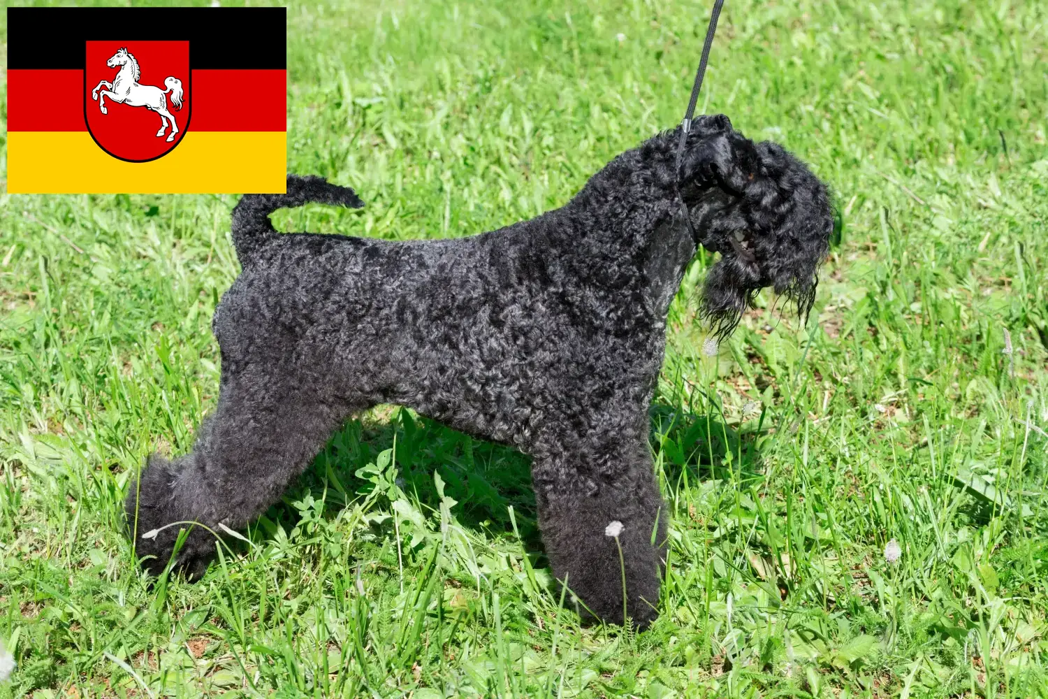 Kerry Blue Terrier kiskutyák és tenyésztő Alsó-Szászországban Itt találhat Kerry Blue Terrier tenyésztőket Alsó-Szászországban.