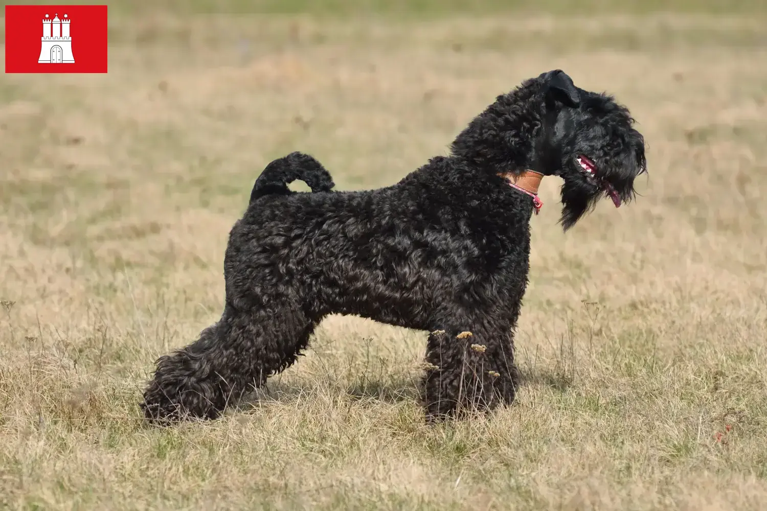 Kerry Blue Terrier kiskutyák és tenyésztő Hamburg Kerry Blue Terrier tenyésztőket Hamburgban itt találsz.