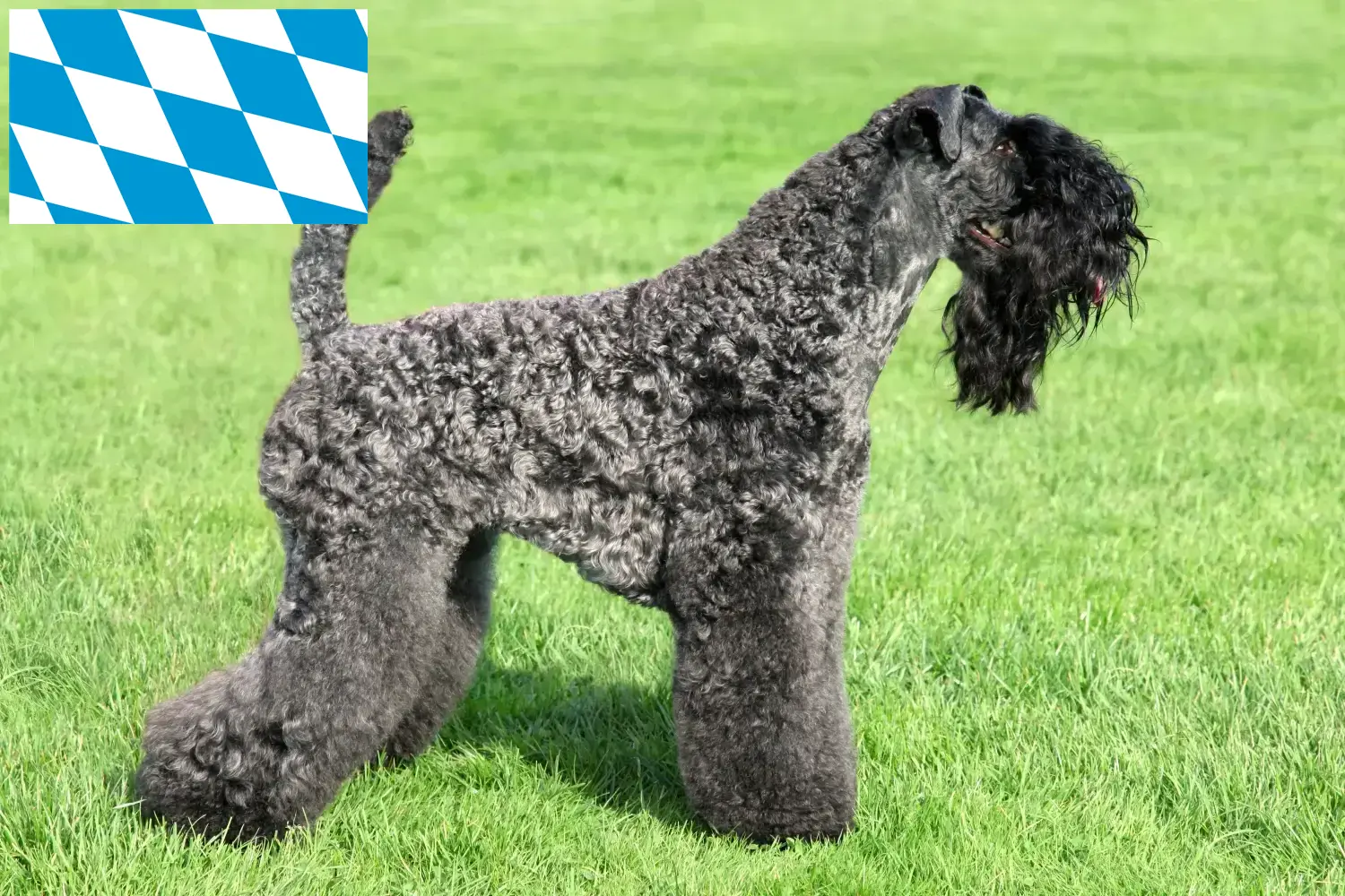 Kerry Blue Terrier kiskutyák és tenyésztők Bajorország Kerry Blue Terrier tenyésztőket Bajorországban itt találsz.