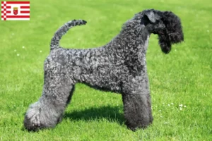 Read more about the article Kerry Blue Terrier tenyésztő és kölykök Brémában
