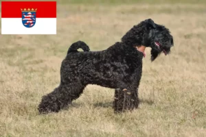 Read more about the article Kerry Blue Terrier tenyésztők és kiskutyák Hessenben