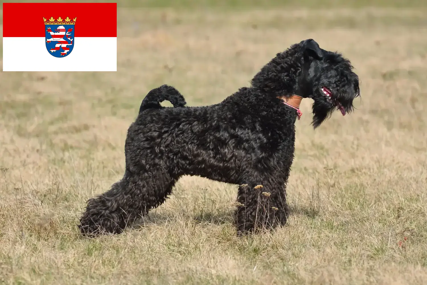 Kerry Blue Terrier kiskutyák és tenyésztők Hessen Kerry Blue Terrier tenyésztőket Hessenben itt találsz.