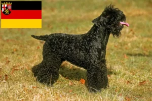 Read more about the article Kerry Blue Terrier tenyésztők és kiskutyák Rajna-vidék-Pfalzban