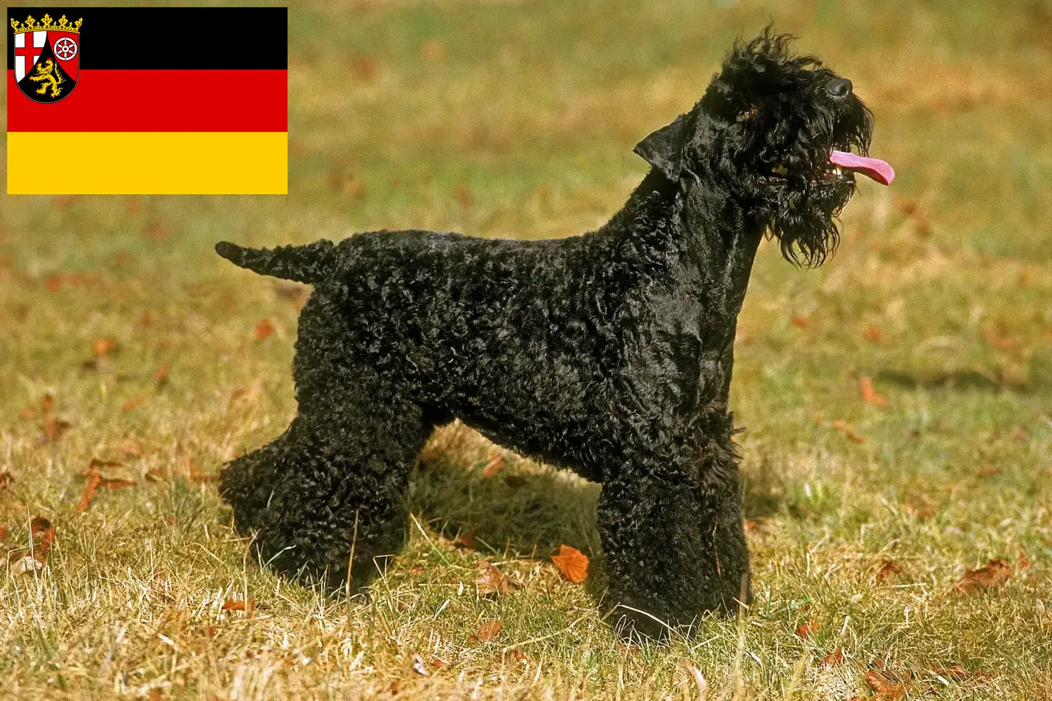 Kerry Blue Terrier kiskutyák és tenyésztők Rajna-vidék-Pfalz Itt találhat Kerry Blue Terrier tenyésztőket Rajna-vidék-Pfalzban.
