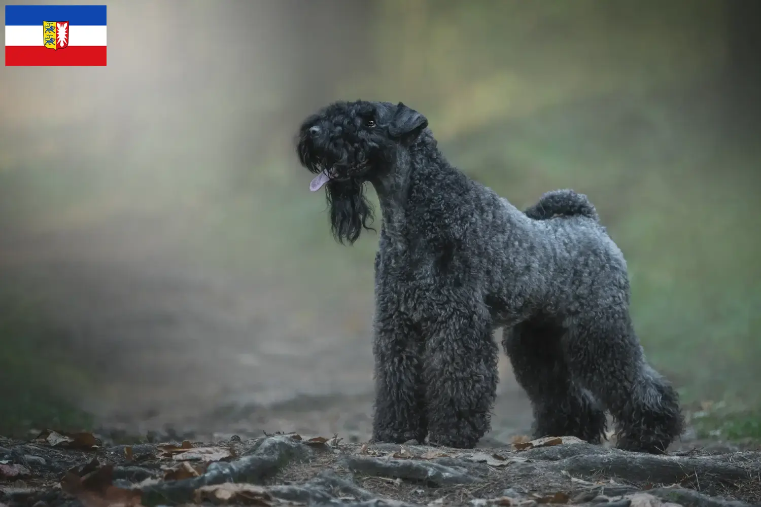 Kerry Blue Terrier kölyökkutyák és tenyésztők Schleswig-Holstein Kerry Blue Terrier tenyésztőket Schleswig-Holstein területén itt találsz.